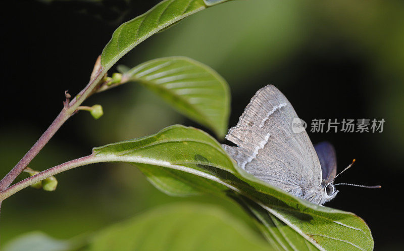 紫斑蝶(Neozephyrus quercus)